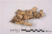 藏品(牛皮葉屬)的圖片